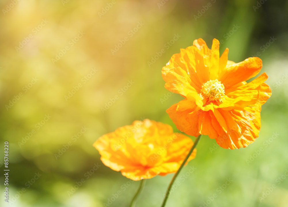 Poppy Flowers Poppy Flowers