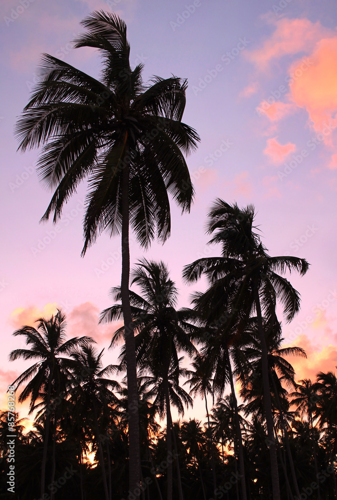 Palms on the Beach
