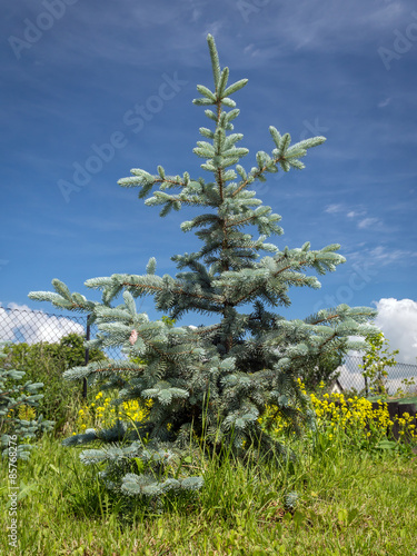 Hoopsii Blue Spruce