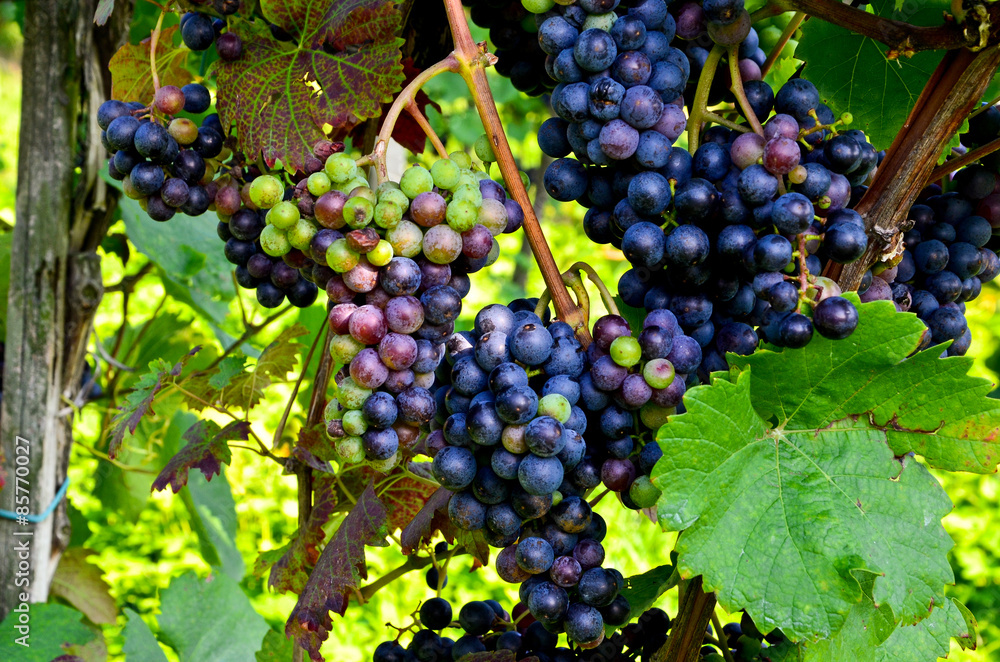 Weinstock mit Weintrauben vor der Weinlese Ernte, Südsteiermark Österreich