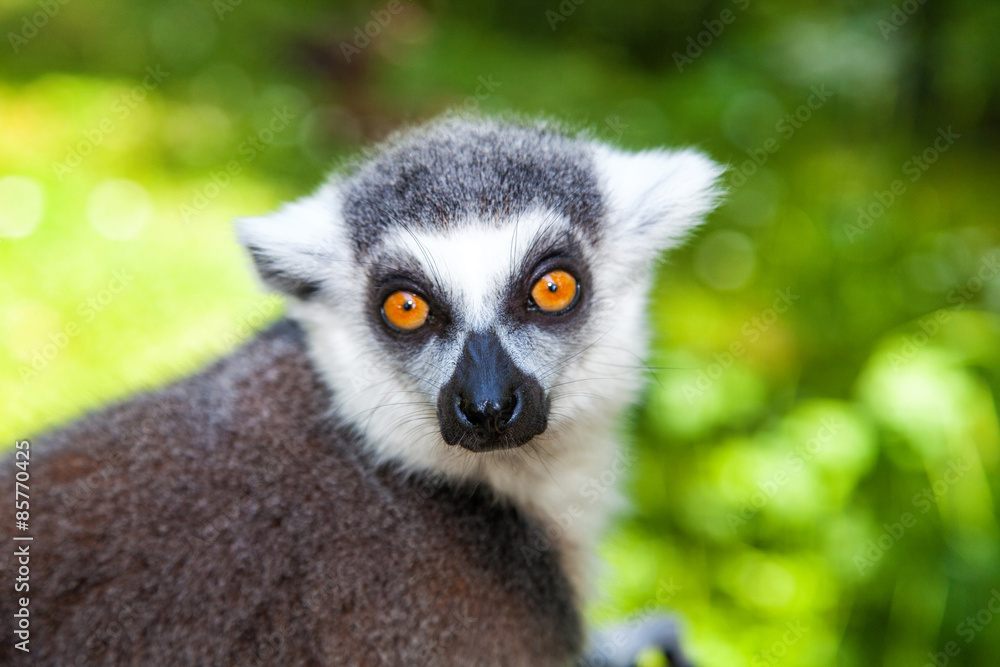 Obraz premium Portrait of ring-tailed lemur
