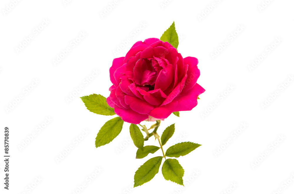 Red rose isolated Red rose isolated
