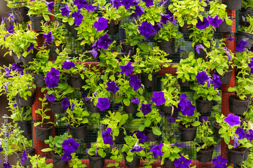 Wall of beautiful blue pansy with green leaf