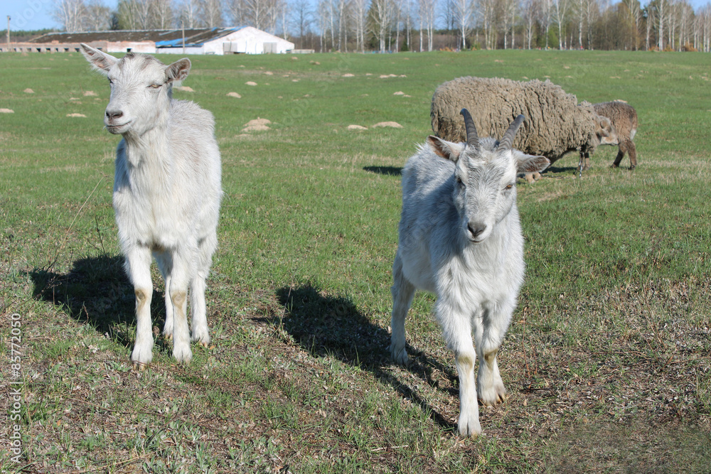 Fototapeta premium two young goats on the pasture