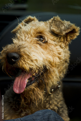 Dog. Airedale.