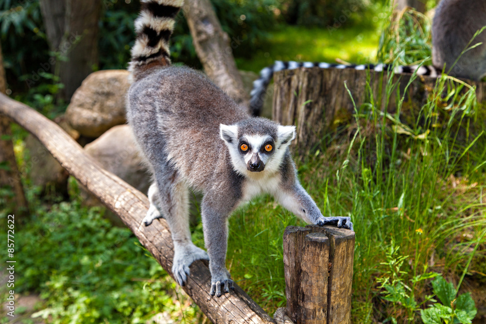 Obraz premium Ring-tailed lemur on the tree