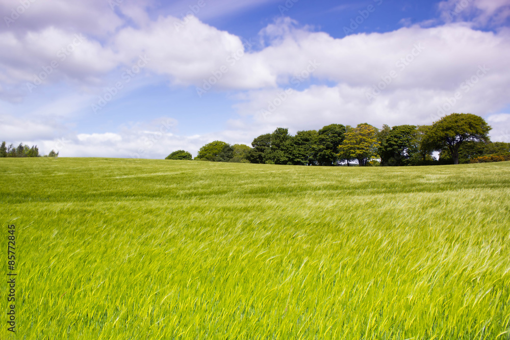 Obraz premium Beautiful, afternoon landscape with growing ray in Spring time, Scotland