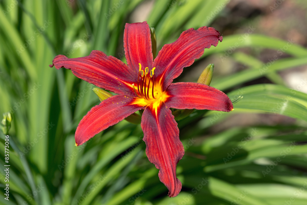 Fire lily (Lilium bulbiferum) and green staff