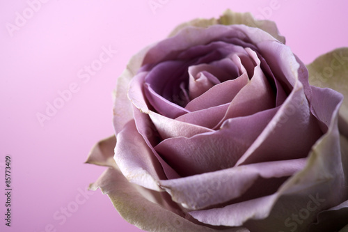 close up of purple rose