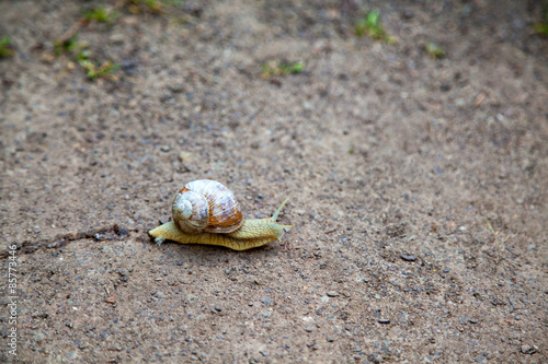 Snail with cracked shell on the ground photo