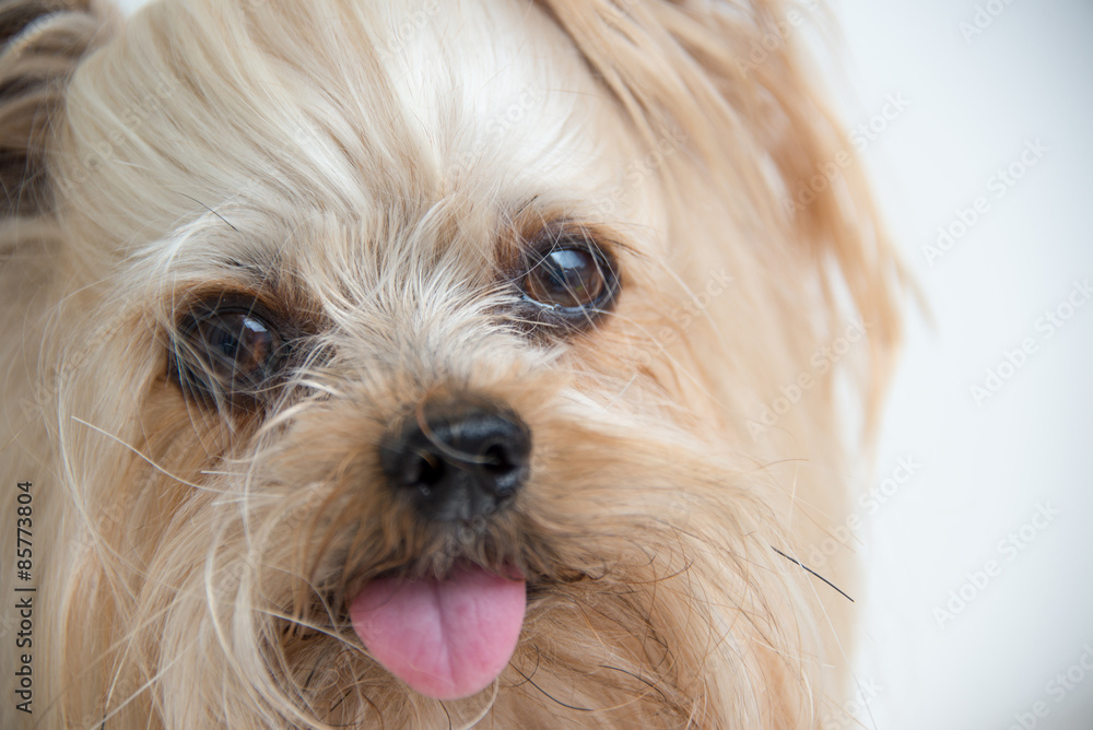 yorkshire terrier dogs face