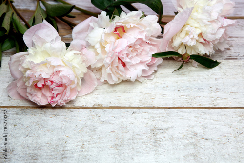 Stunning pink peonies on white rustic wood © vetre
