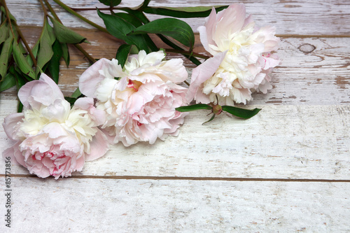 Stunning pink peonies on white rustic wood