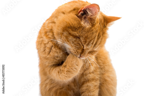 Fototapeta Naklejka Na Ścianę i Meble -  ginger cat isolated