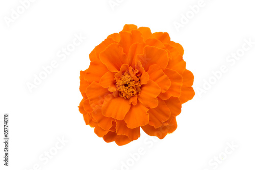 Canvas Print Marigold flower