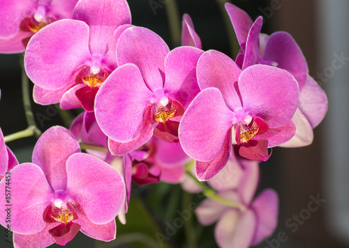 Wonderful purple orchids