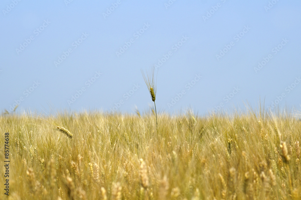 Obraz premium ear of corn