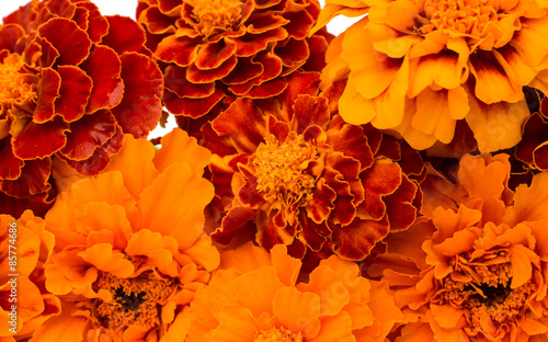Photography Marigold flower