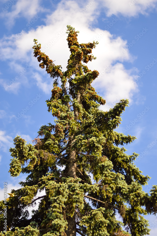 Pine tree at VDNKh park Pine tree at VDNKh park