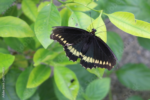 Golden striped black 