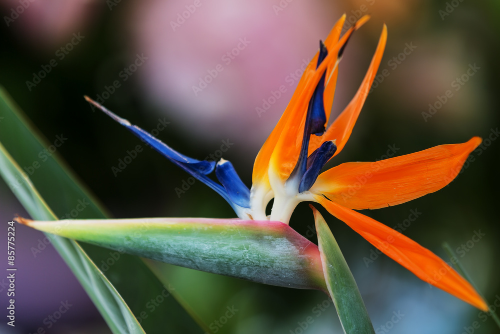 Beautifull strelitzia flower close up photography Beautifull strelitzia flower close up photography