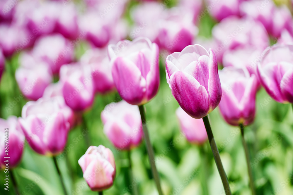 violet tulip flowers on field 