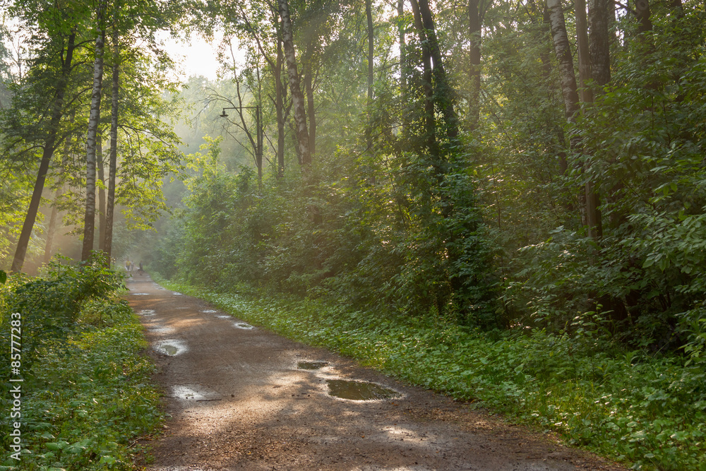 Naklejka premium Summer forest park after rain in the evening sun