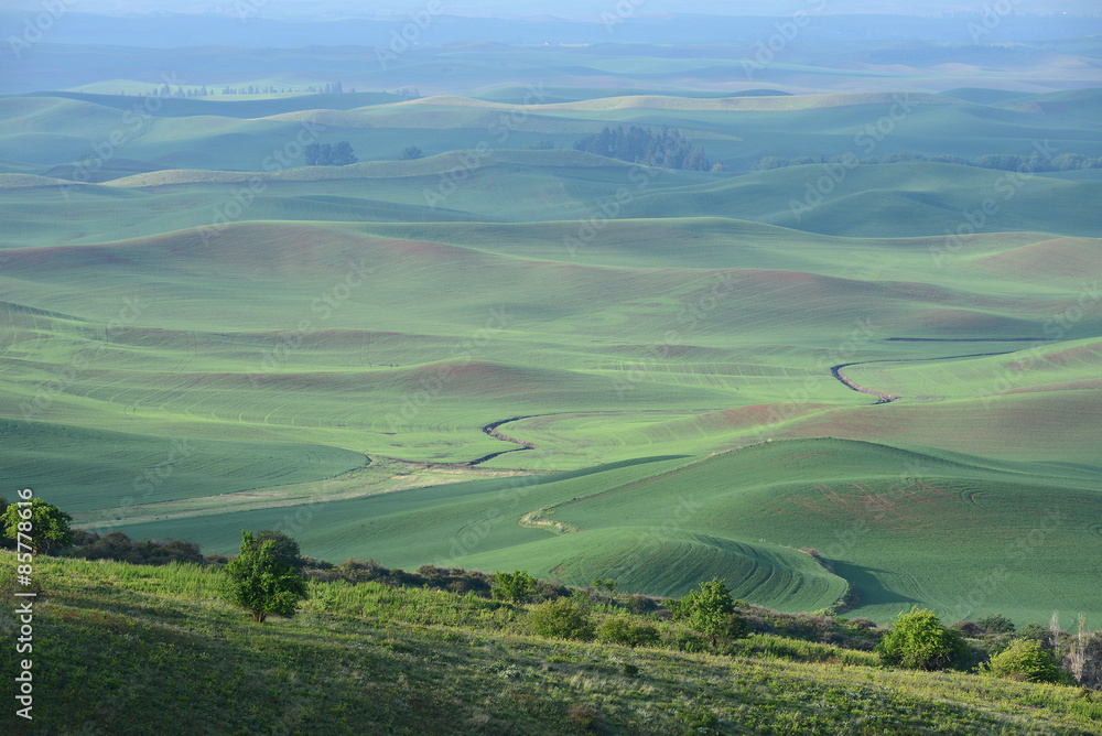 Obraz premium green hill area