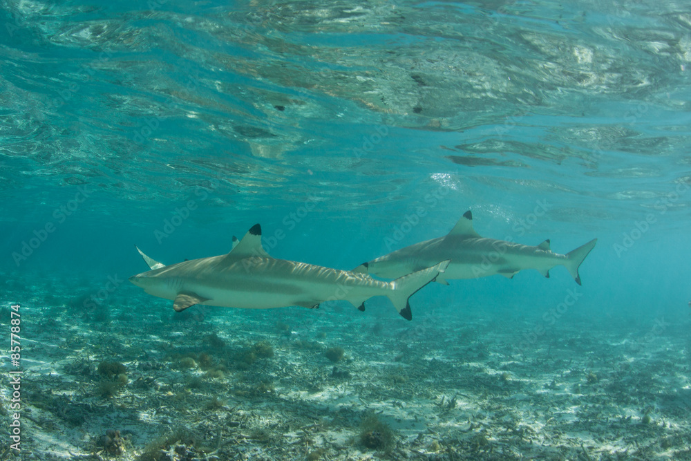 Obraz premium Blacktip Reef Sharks