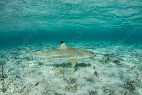 Blacktip Reef Shark in Lagoon