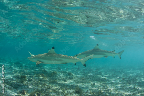 Blacktip Reef Sharks