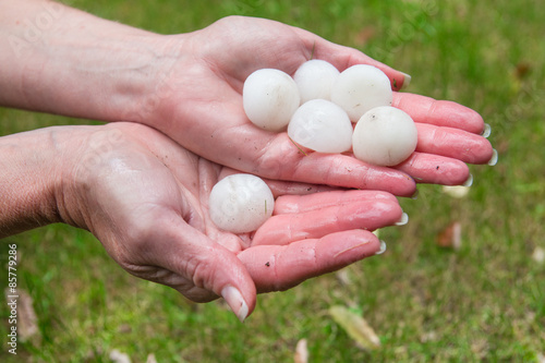 Hail in hands