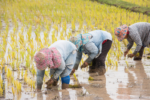 Thai farmers are doing rice farming.