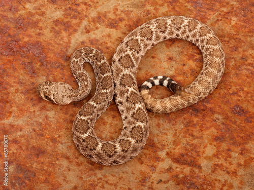 Western Diamondback Rattlesnake.