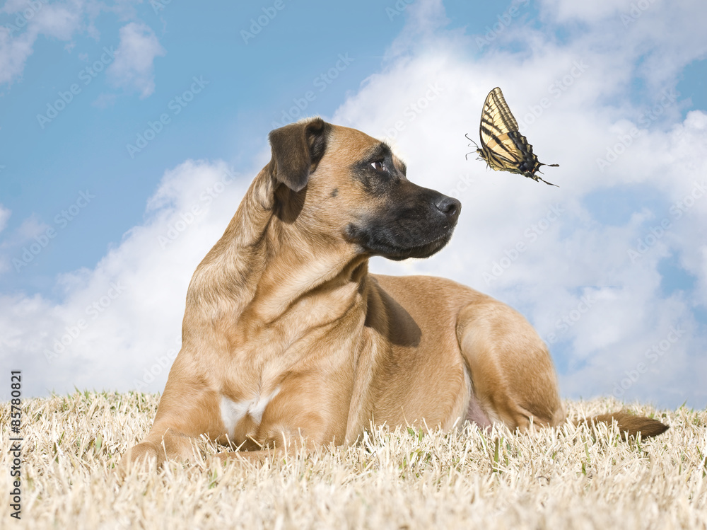 Curious Dog With Tiger Swallowtail Butterfly Curious Dog With Tiger Swallowtail Butterfly