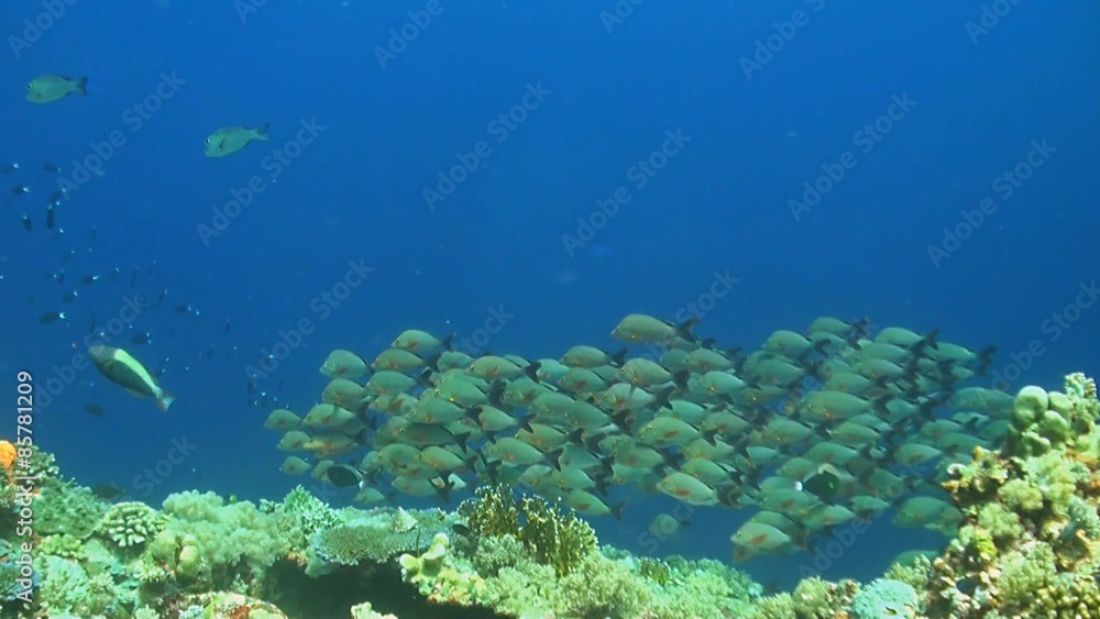 Humpback red snapper Humpback red snapper
