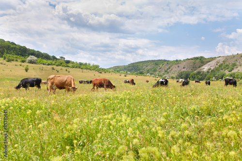 cows on grassland