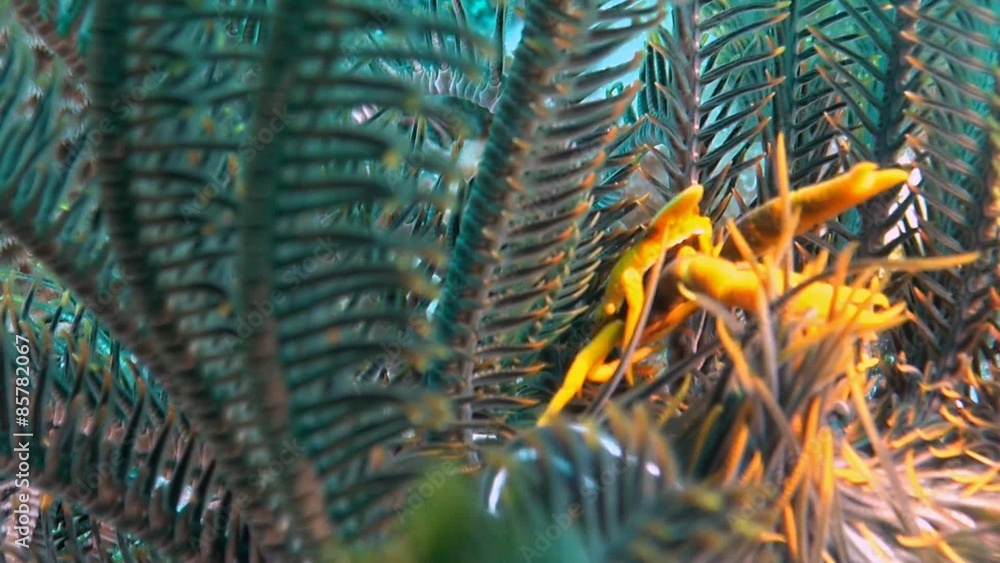 custom made wallpaper toronto digitalA Squat Lobster in a Crinoid