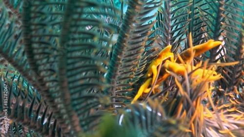 Wallpaper Mural A Squat Lobster in a Crinoid Torontodigital.ca