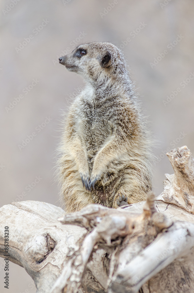 Fototapeta premium Watchful Meerkat