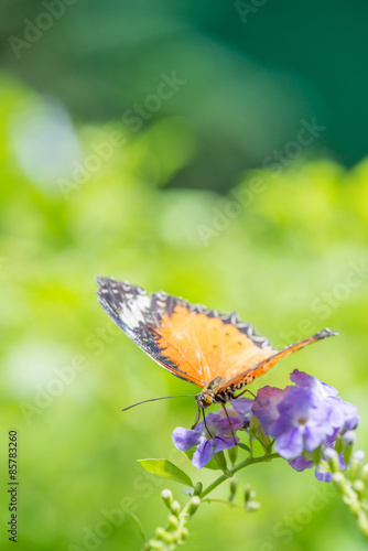 Hecale Longwing Butterfly [Heliconius hecale]