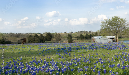 Bluebonnets and horse on ranch in Texas