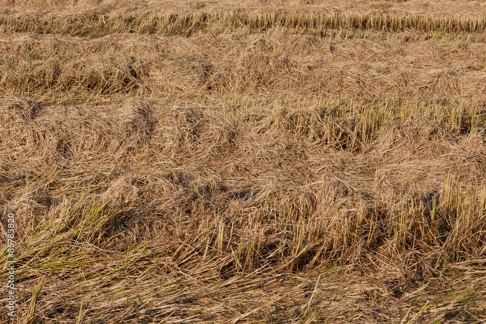 Post-harvest dry rice paddies field Post-harvest dry rice paddies field