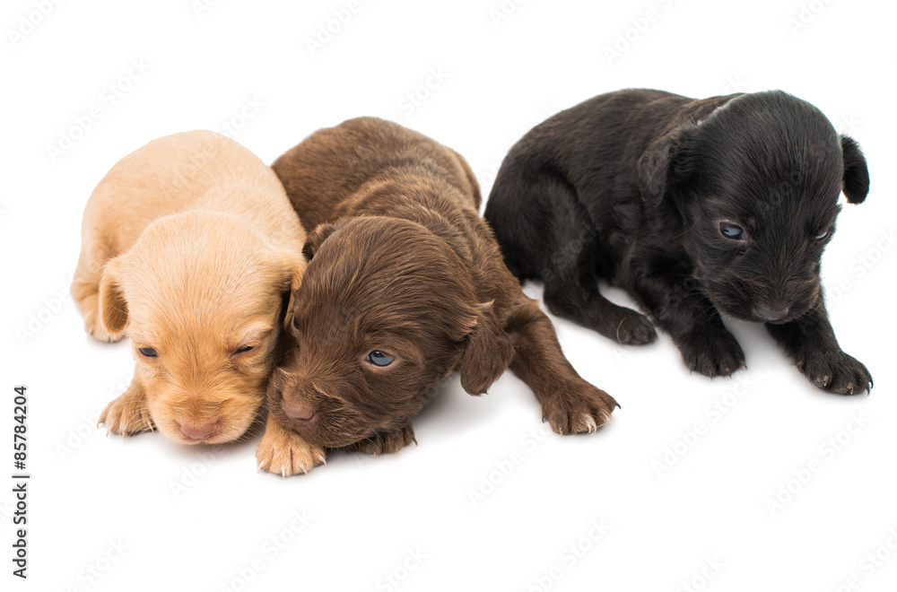Obraz premium spaniel puppies