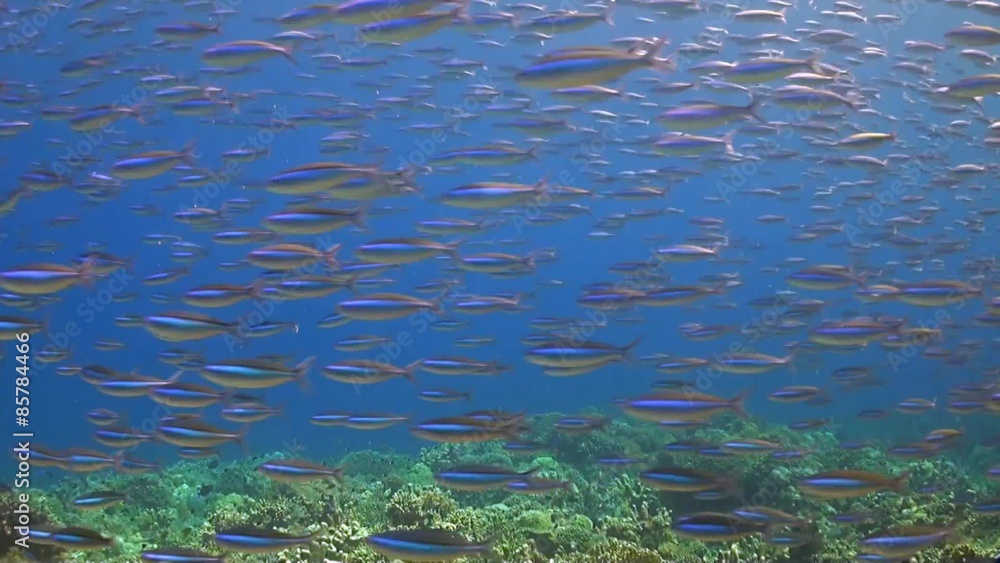 School of Fusilier on a coral reef School of Fusilier on a coral reef