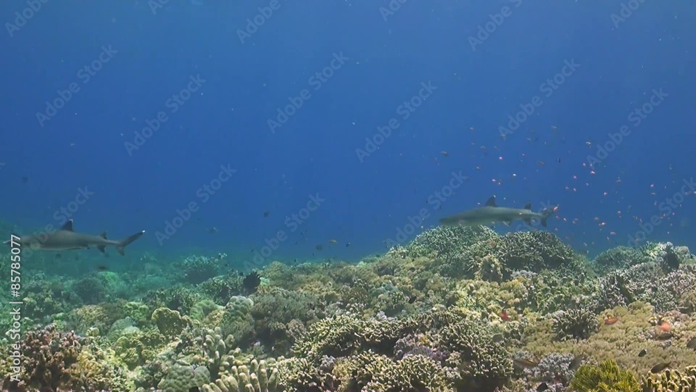 School of Fusilier with Trevallies and sharks on a coral reef School of Fusilier with Trevallies and sharks on a coral reef