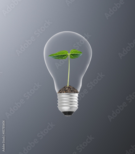 Plant in lightbulb on white background