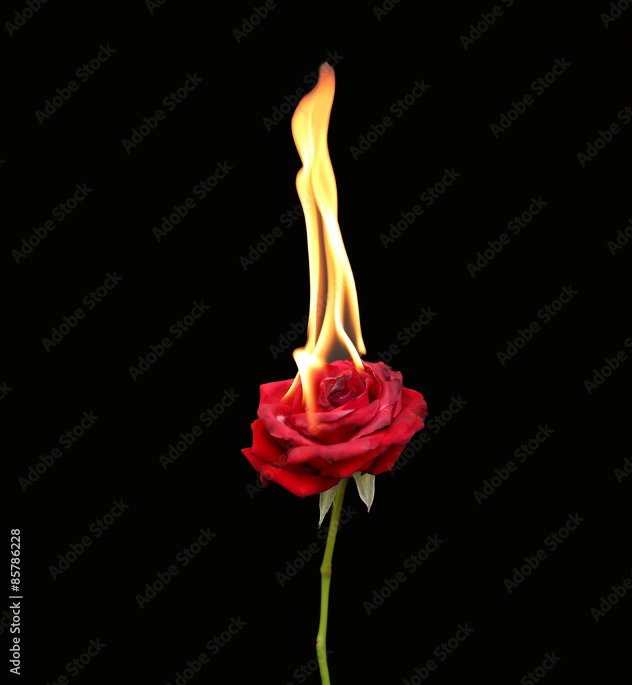 Fototapeta premium Concept, Red rose burning with hot flames isolated