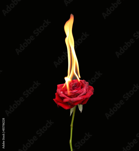 Concept, Red rose burning with hot flames isolated