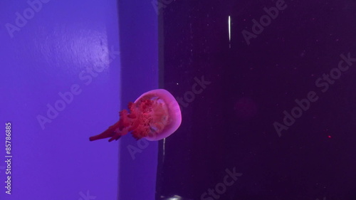bizen jellyfish on aquarium, hd clip
 photo